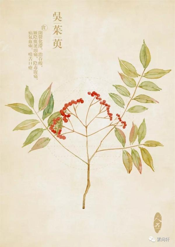 肝火旺,頭暈?兩味中藥送給你,一味清肝、一味瀉火 肝火旺,頭暈?兩味中藥送給你,一味清肝、一味瀉火