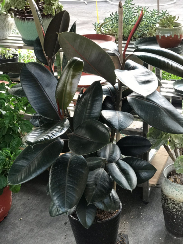 適合“賤養”的4種花，養在客廳還能鎮宅，越不管長得越壯