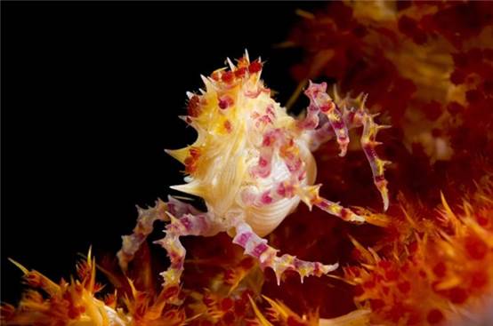 ​世界上最美麗的10種動物,你覺得呢 ​世界上最美麗的10種動物,你覺得呢