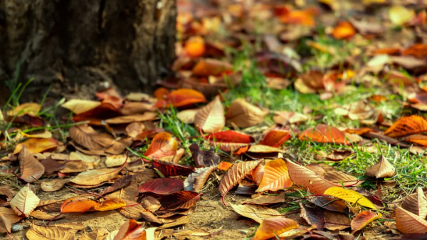 去世後安葬在美國的三位明星，李小龍林正英李詠，有什麼原因？