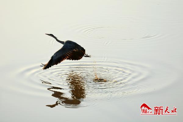 美麗天水湖 鷺影弄清波