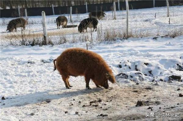 初吻遺失率最高的布達佩斯,一起看看真實的匈牙利 初吻遺失率最高的布達佩斯,一起看看真實的匈牙利