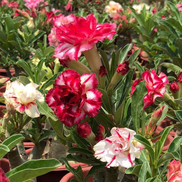 冷空氣來襲,5種怕凍傷的花卉,要特別注意保暖 冷空氣來襲,5種怕凍傷的花卉,要特別注意保暖