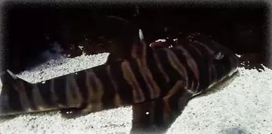 海中“虎王”拜大年！虎年新春，這個科普展不容錯過愛申活暖心春