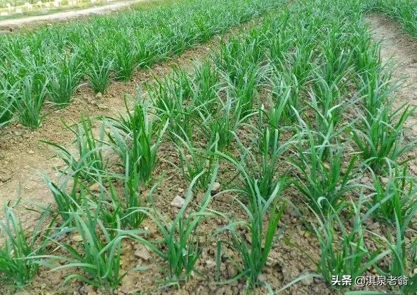 露地韭菜越冬前管理的“秘訣”