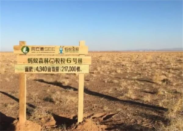 馬雲斥巨資在沙漠裡種的樹，如今成啥樣了？