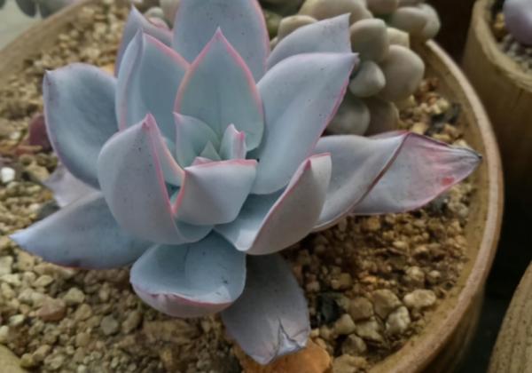 這4款“招財”多肉，家裡再窮都得養，好養活又漂亮