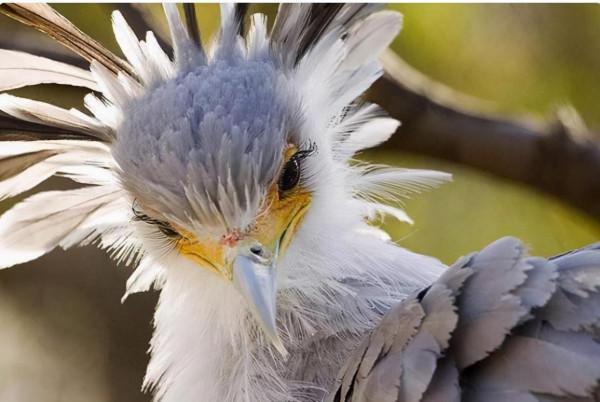 毒蛇殺手“秘書鳥”，外表高貴優雅，實則兇狠冷酷，把毒蛇當玩具