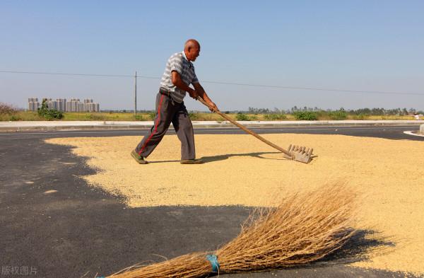 臨近年關,稻穀價格怎麼樣? 臨近年關,稻穀價格怎麼樣?