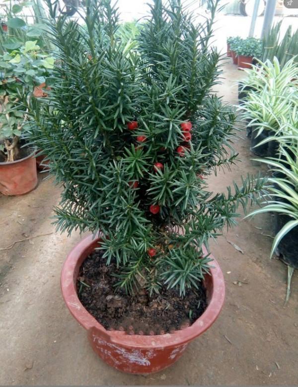 5種“網紅花”,漂亮檔次高,家裡養一盆,富貴又吉利 5種“網紅花”,漂亮檔次高,家裡養一盆,富貴又吉利