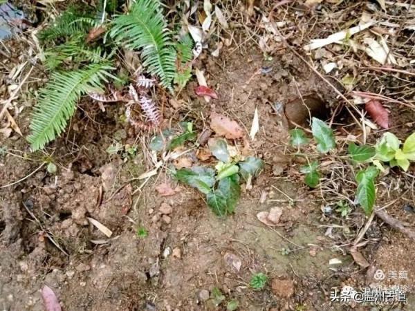 大羅山有處“二師兄”奇石，惟妙惟肖，你可找到過？