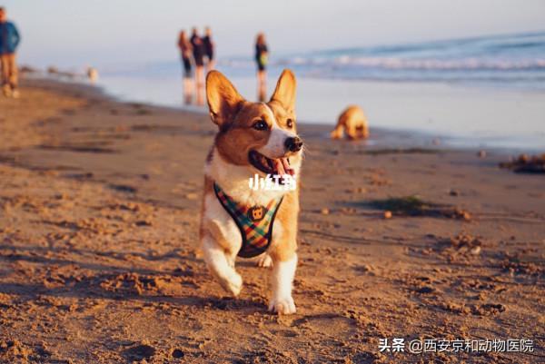 盤點世界上最愛狗的城市