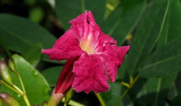 各色的花都開得繽紛絢燦，好像天上降下了一道彩雲
