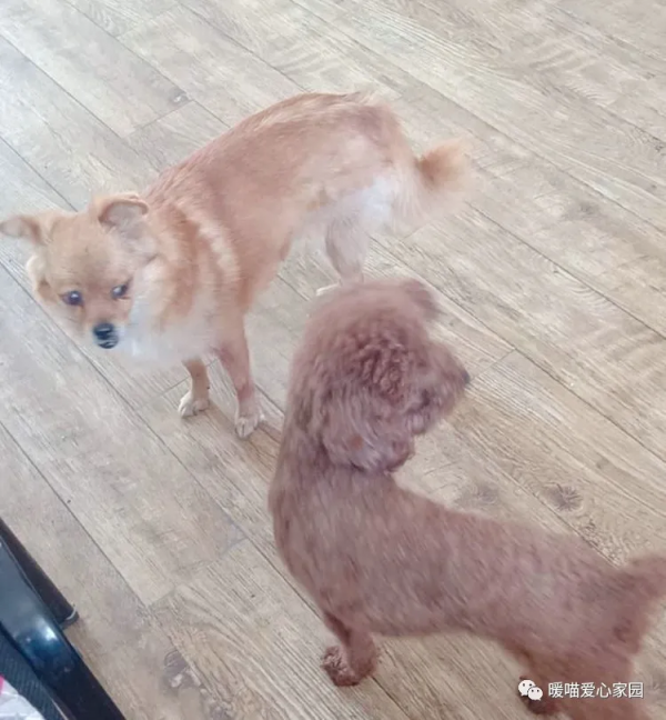 面板病癱瘓狗狗—小美的故事