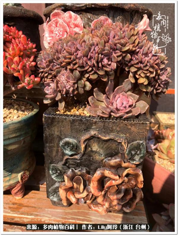 多肉是一個人的狂歡，小城多肉花壇準備出道啦