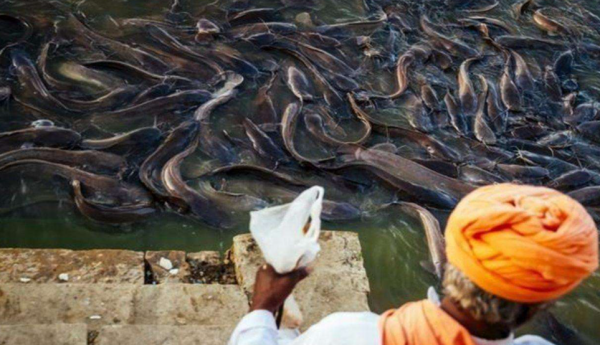 印度“母親河”鯰魚氾濫，想讓中國吃貨幫忙，我國網友：享受不起