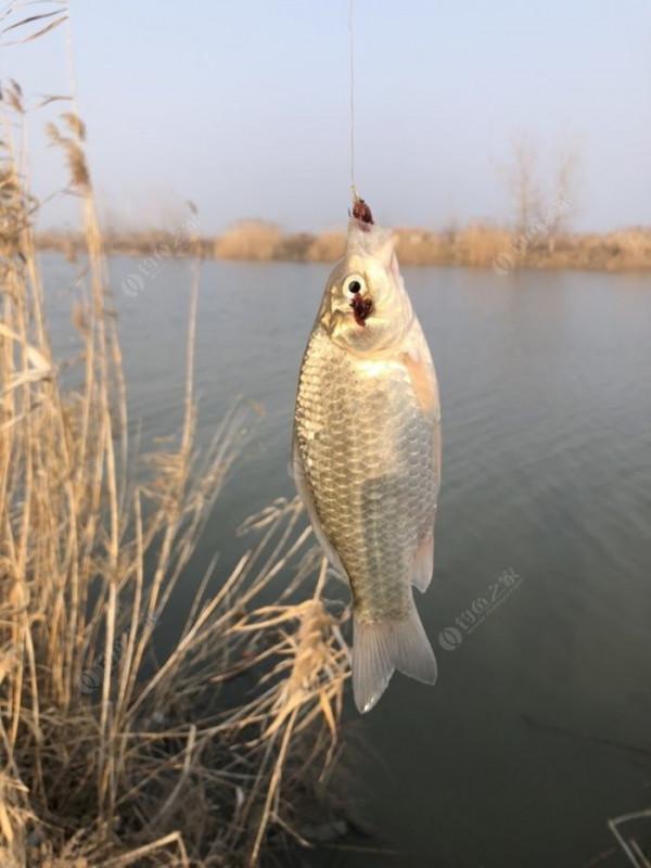 2022垂釣日誌之1，成子湖支流這河魚怎麼這麼瘋