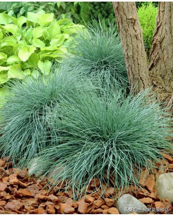 25種觀賞草,觀葉、賞花、好養、皮實,是花園最不可缺少的美景 25種觀賞草,觀葉、賞花、好養、皮實,是花園最不可缺少的美景