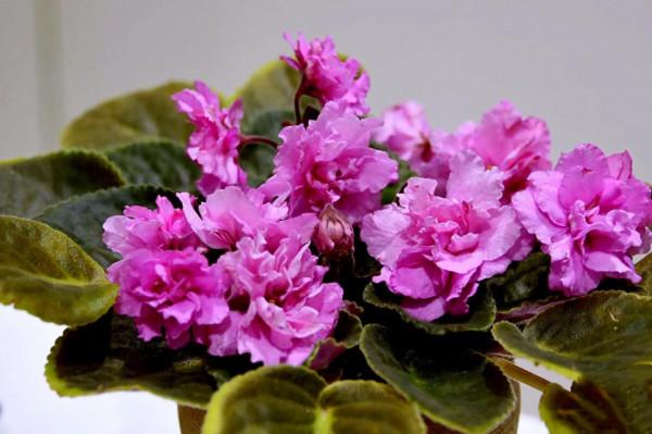 非洲紫羅蘭～永恆的愛