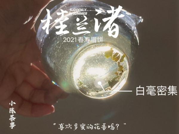 從芽頭、葉片到茶梗,教你分辨白牡丹餅與春壽眉餅,很全很詳細 從芽頭、葉片到茶梗,教你分辨白牡丹餅與春壽眉餅,很全很詳細