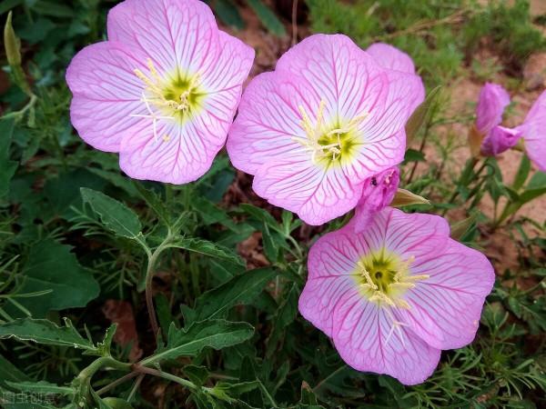 “驚鴻一瞥，猶如滿天星辰”讓美景治癒你的心靈——月見草