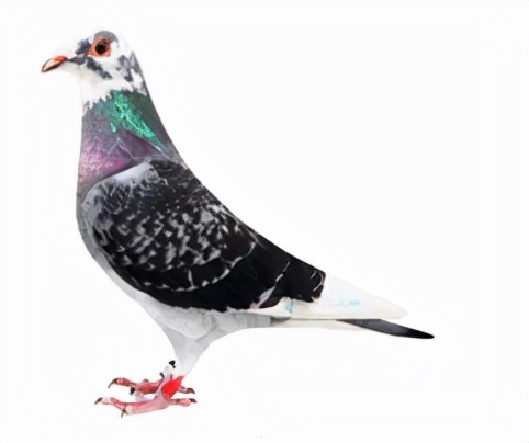 集鴿羽色分不清？看看這家鴿會發布的對照圖
