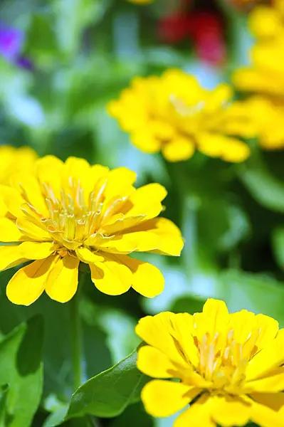 《百花集》（二百四十九）