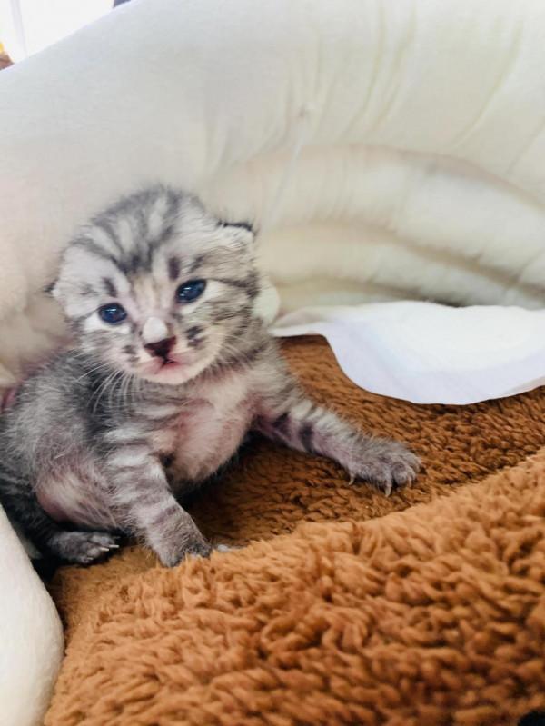 感恩生命的奇妙，被醫生下了死亡判決的貓咪活過來了