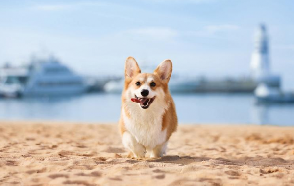 柯基有這些行為，才算把你當主人了，你被認可了嗎？