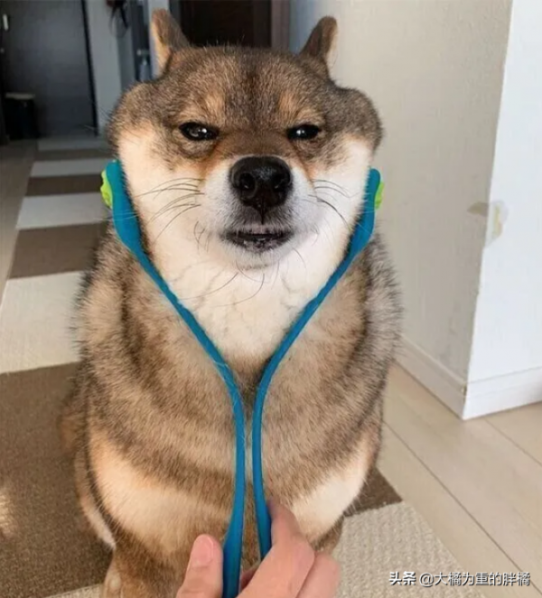 2歲柴犬成了“繁殖犬”,卻因一張傳單,女子花一週教它走路回家 2歲柴犬成了“繁殖犬”,卻因一張傳單,女子花一週教它走路回家