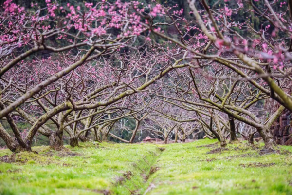 逃離城市！四川最美的10個神仙村落，第一個就心動了