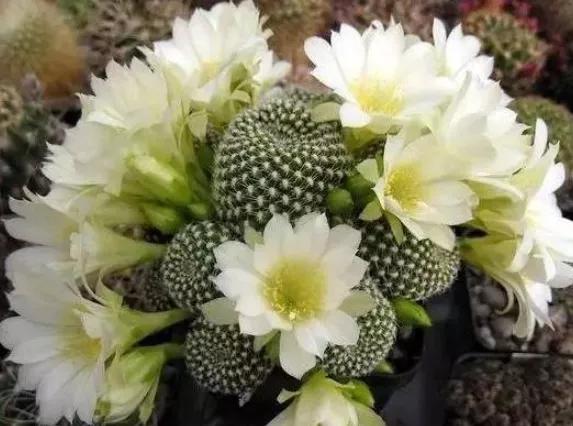 花開富貴，欣賞仙人球子孫球開花