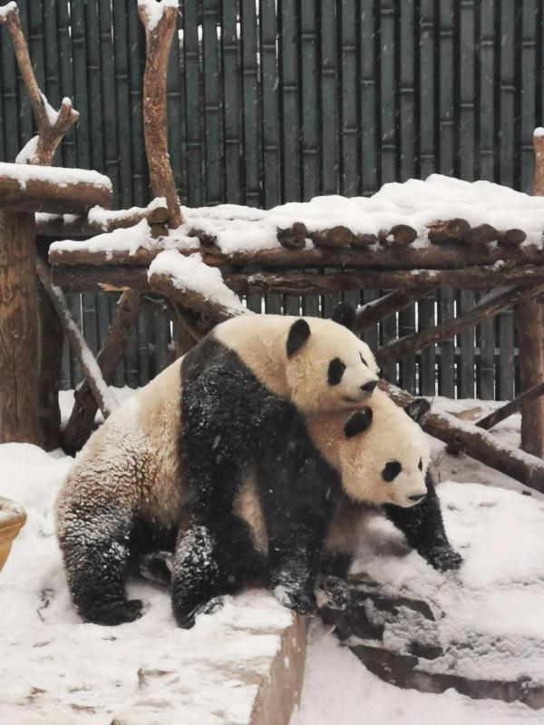 今天的&OpenCurlyDoubleQuote;真熊&rdquo;版冰墩墩