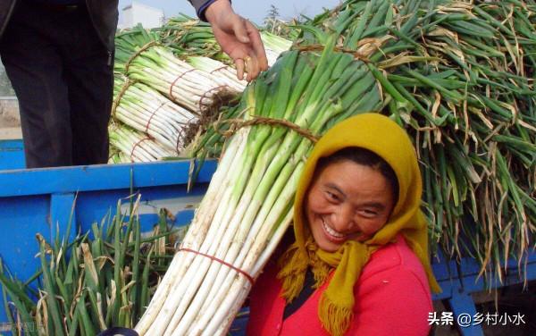 如何種出優質大蔥？抓好這5點，蔥白又長又粗