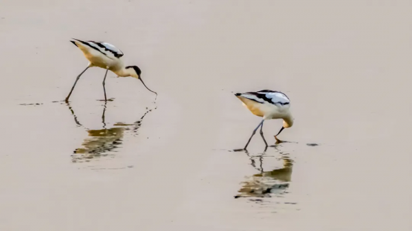 山西鳥類圖鑑｜反嘴鷸