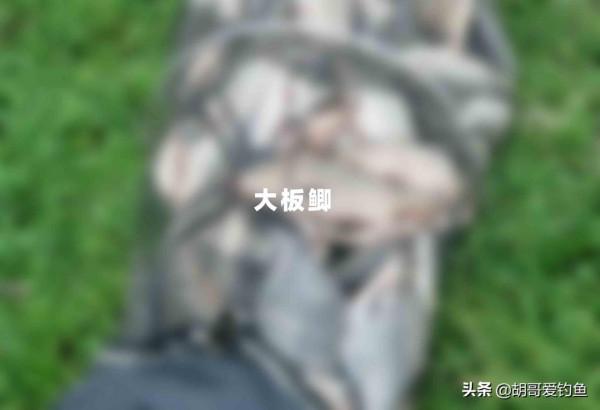 64個大板鯽之三千字帶你深度還原冬季尋鯽之旅