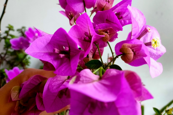 養花調節酸性土，只補“鐵”？多加一樣“溶液”，輕鬆改善酸性土