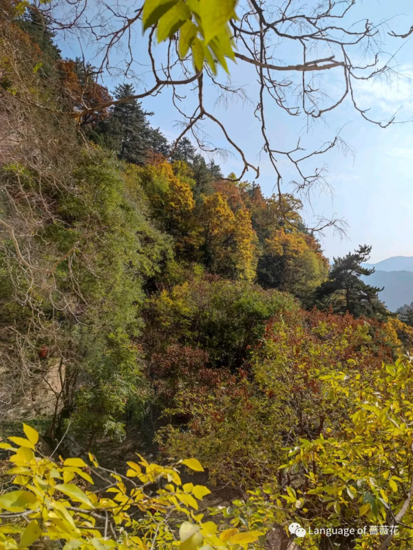 強衛華：霜降看秋