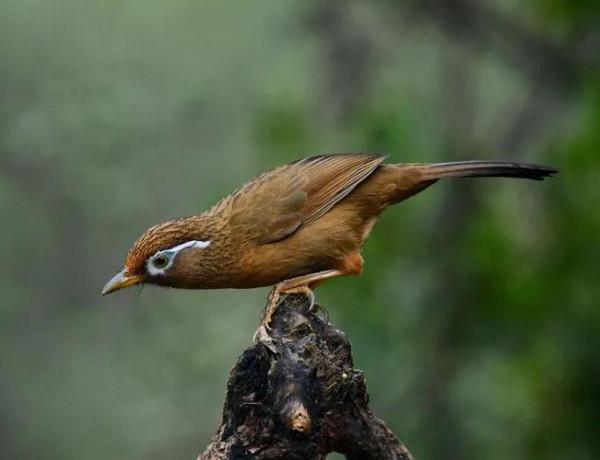 分享鳥類圖片-畫眉鳥