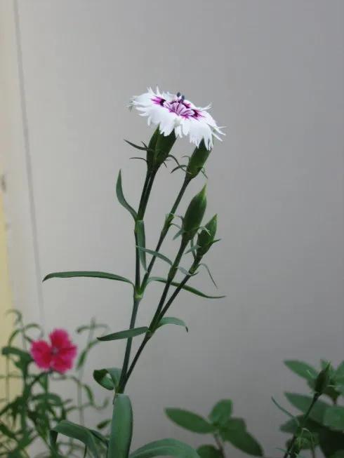 分享圖片&mdash;&mdash;漂亮的石竹花開