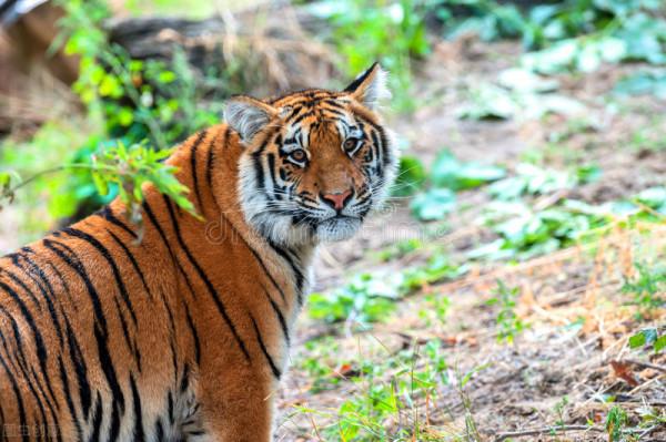 2013年春,東北虎5天4次光顧琿春3個鄉鎮3戶農家,吃牛4頭 2013年春,東北虎5天4次光顧琿春3個鄉鎮3戶農家,吃牛4頭