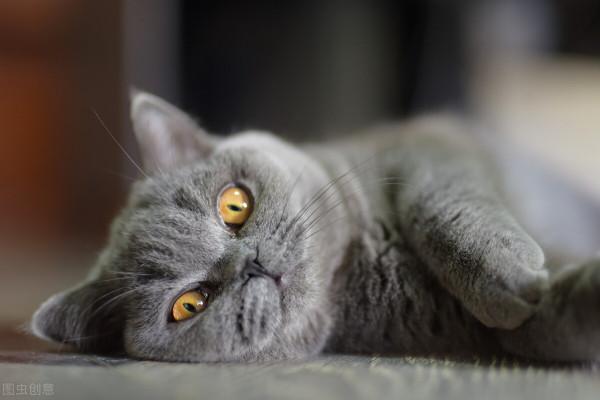 貓咪被咬傷口流膿怎麼辦