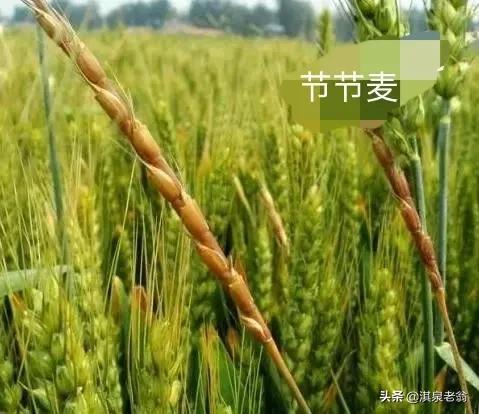 麥田“野麥”猖獗不用怕,掌握生長規律好治它 麥田“野麥”猖獗不用怕,掌握生長規律好治它