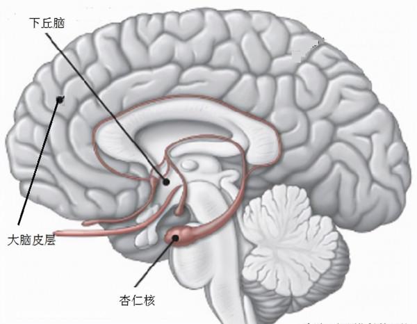 跟人爭吵打架時，身體忍不住“顫抖、說話不利索”，這是病嗎？