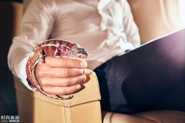 《寵物飛行須知》(建議萌寵們在人類的陪同下閱讀)