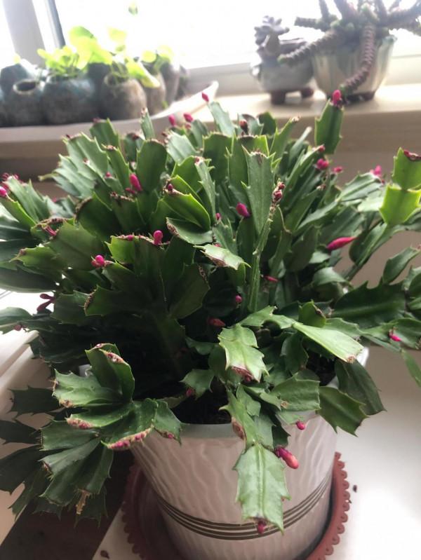 夾箭盛開的君子蘭依然美麗