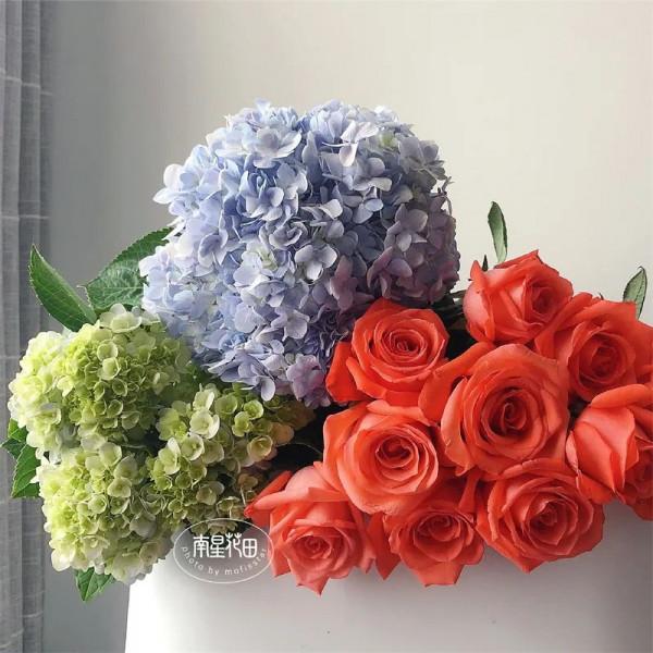 影星玫瑰 · 花堅強