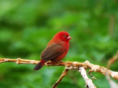紅色鳥的圖片 紅色鳥的圖片