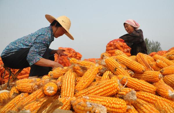玉米未來會不會上漲?國家已經發布最新的收糧政策 玉米未來會不會上漲?國家已經發布最新的收糧政策