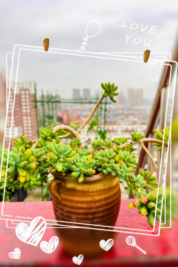 空中花園成就了我的夢想